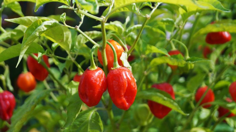Pimentas